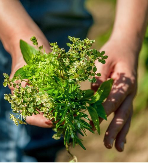 Hiervas Naturales frescas y listos para Llevar